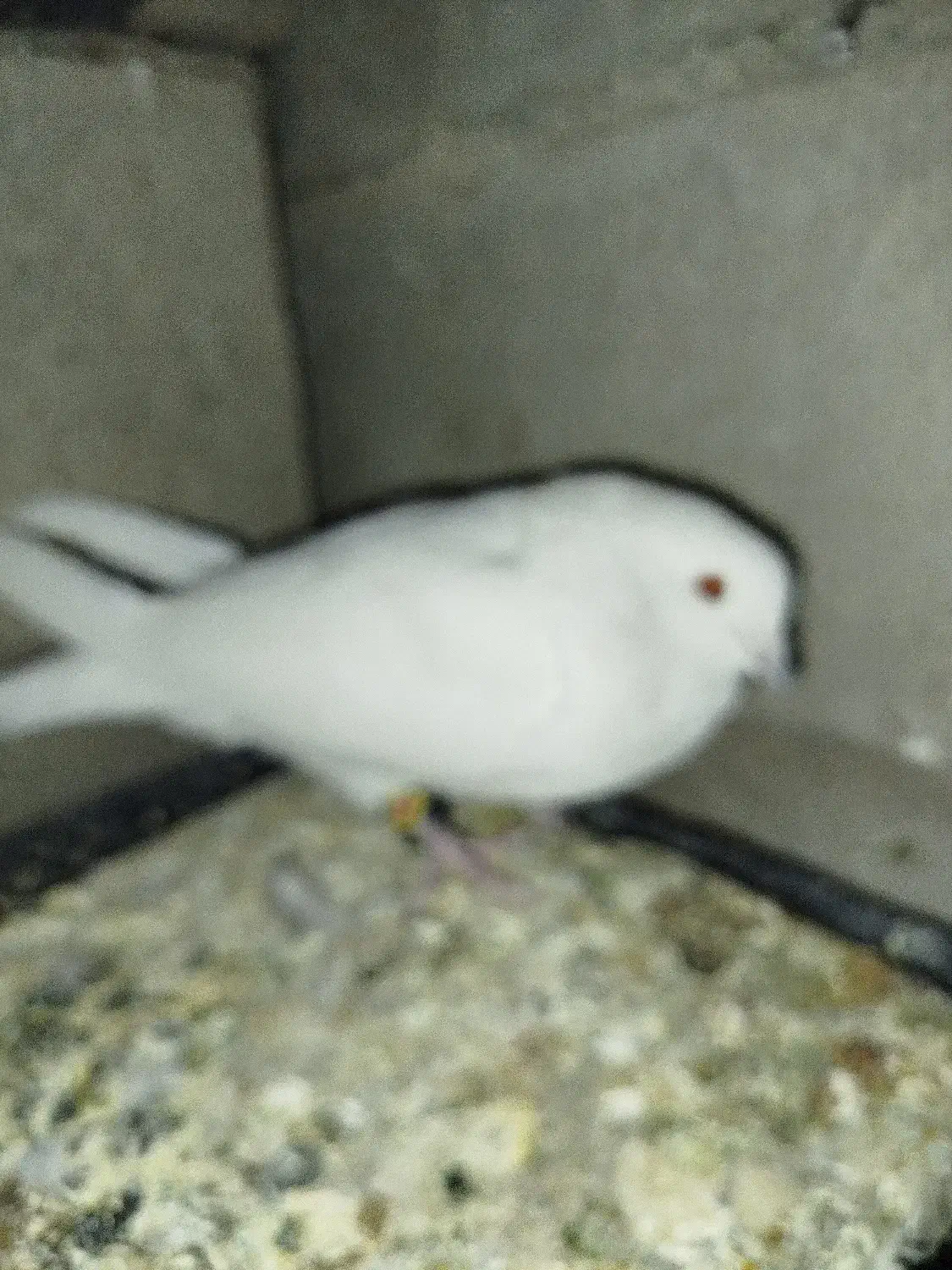 سفید|پرنده|خانمیرزا, |دیوار