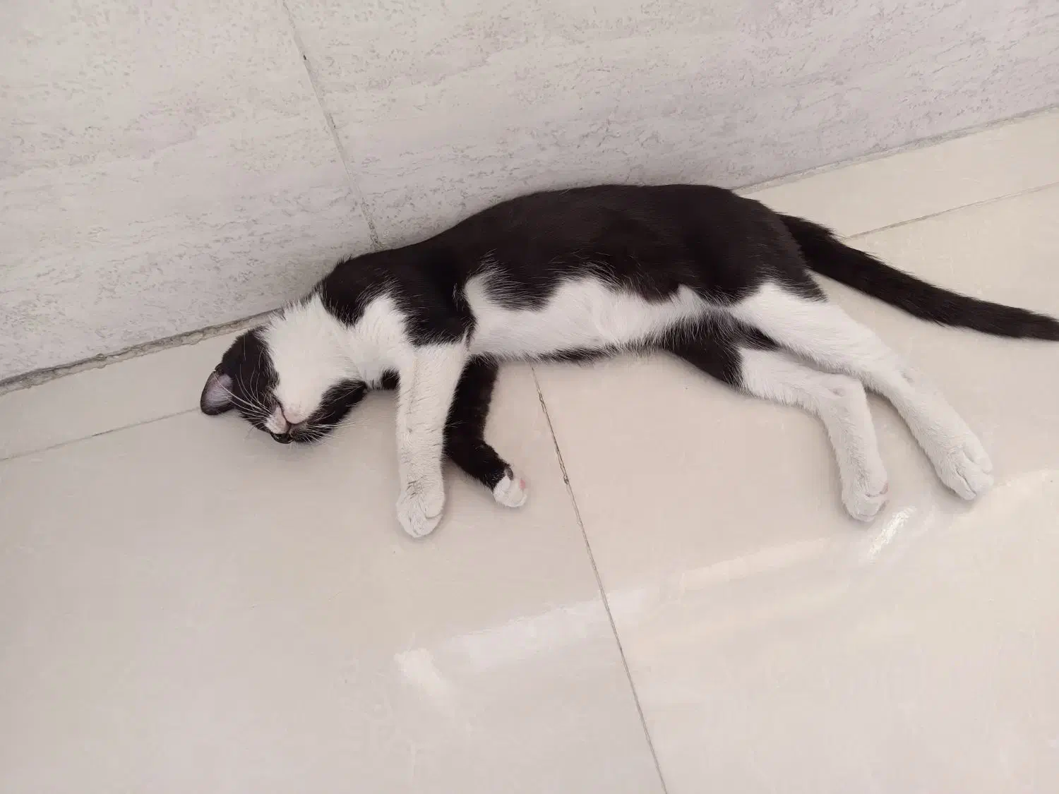 گربه مهربون و ناز نازی|گربه|اسلامشهر, شهرک واوان|دیوار