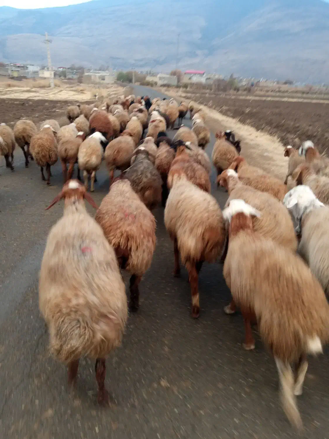 بره ومیش|حیوانات مزرعه|دینور, |دیوار