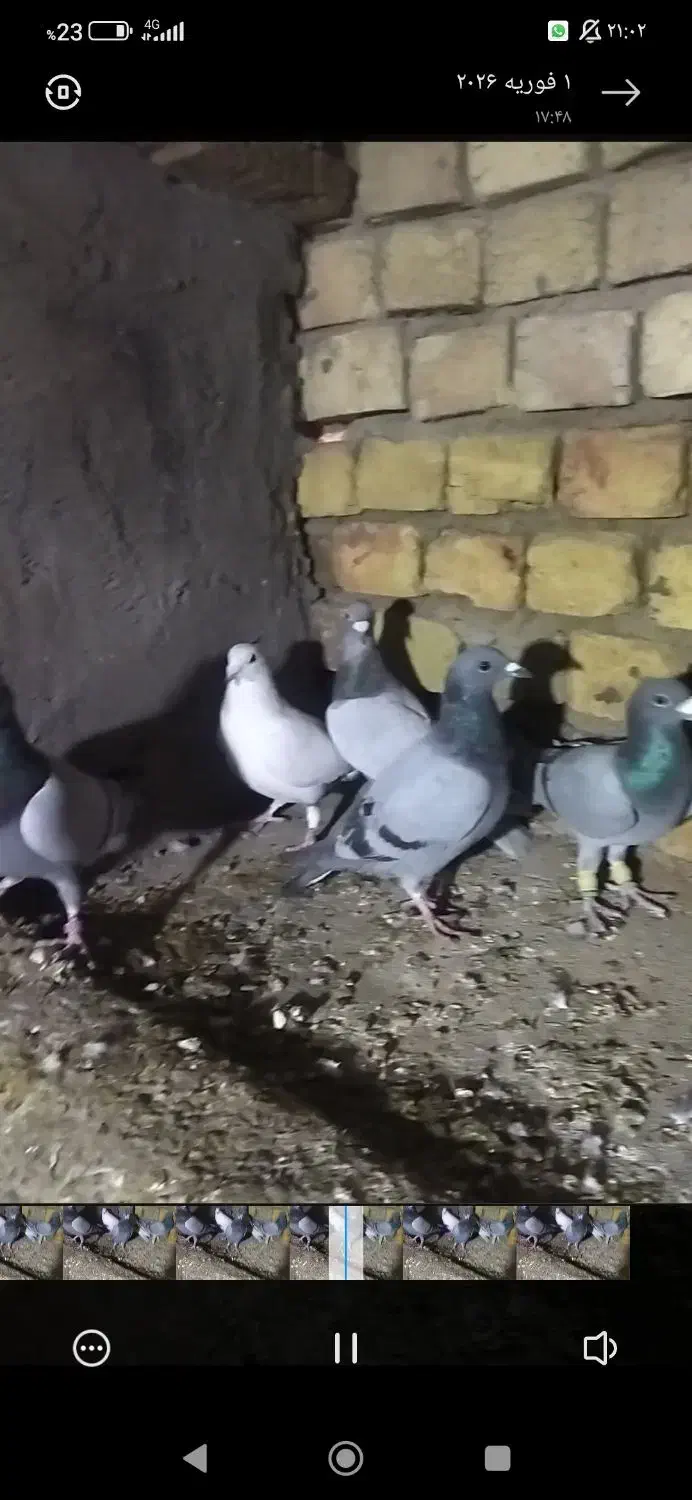 کفتر پلاکی|پرنده|فولادشهر, زاینده رود|دیوار