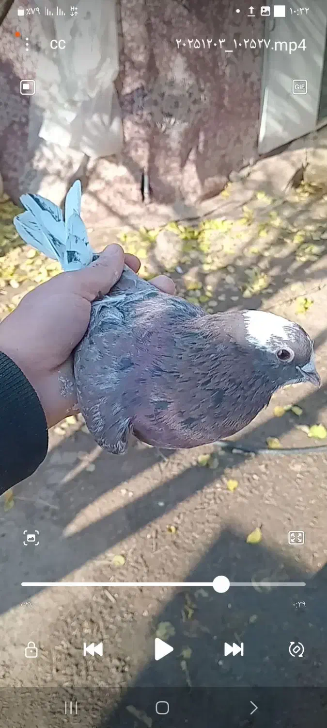 سرول|پرنده|ایجرود, |دیوار