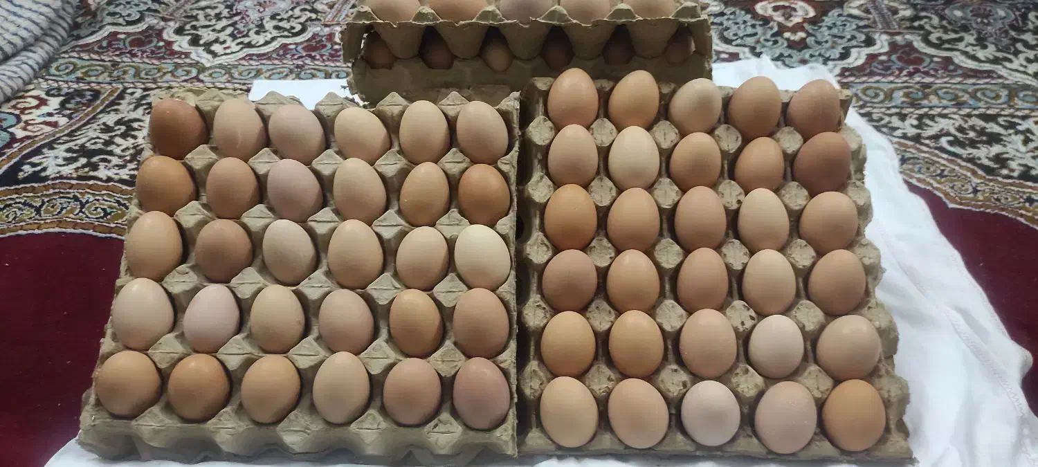 تخم مرغ محلی رسمی زرده طلا تازه و طبیعی قم|خوردنی و آشامیدنی|قم, کلهری|دیوار