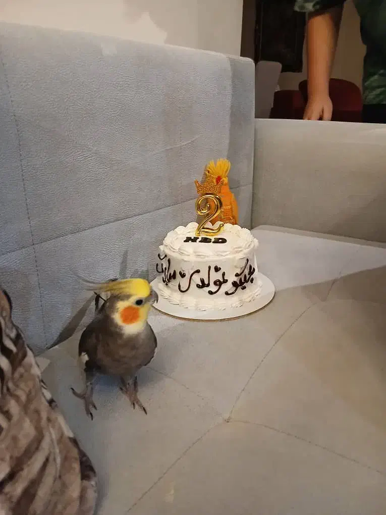 عروس هلندی گمشده|حیوانات|تنکابن, |دیوار