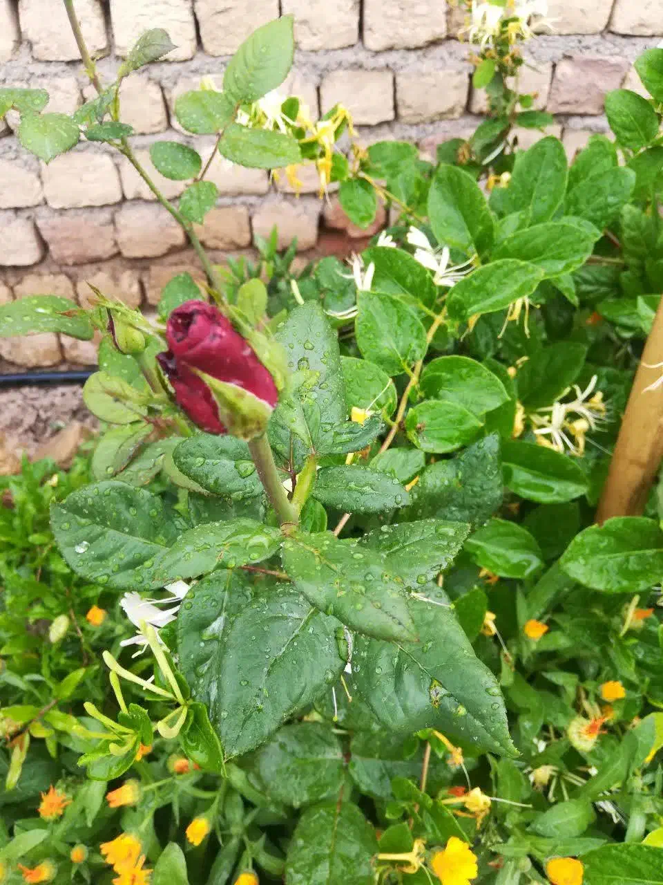 زمین فروشی|فروش زمین و ملک کلنگی|قم, دروازه چوبی|دیوار