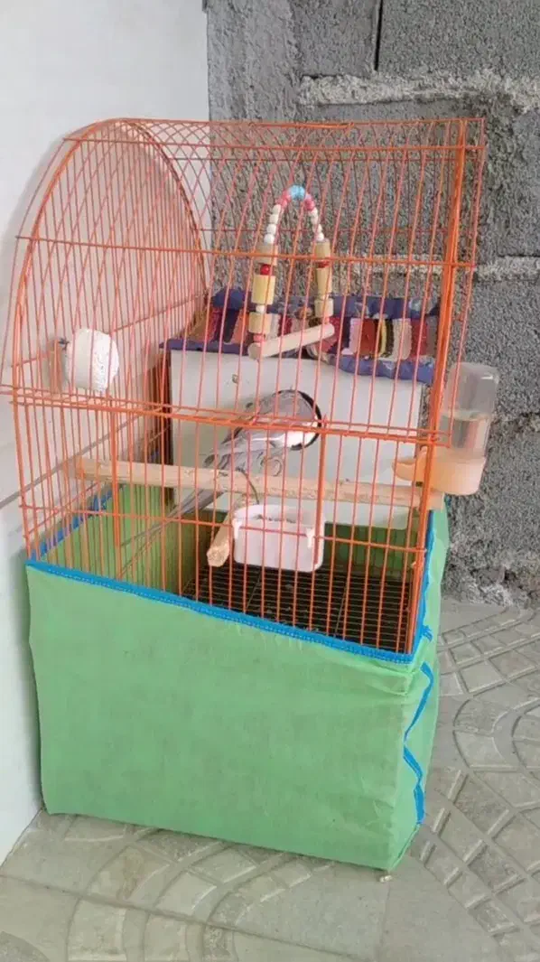 عروس هلندی|پرنده|پارس‌آباد, |دیوار