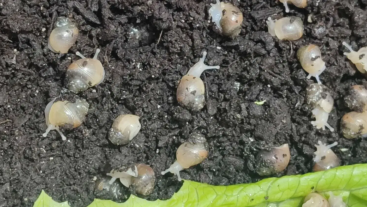 جوجه حلزون|خزنده|نظرآباد, رسالت|دیوار