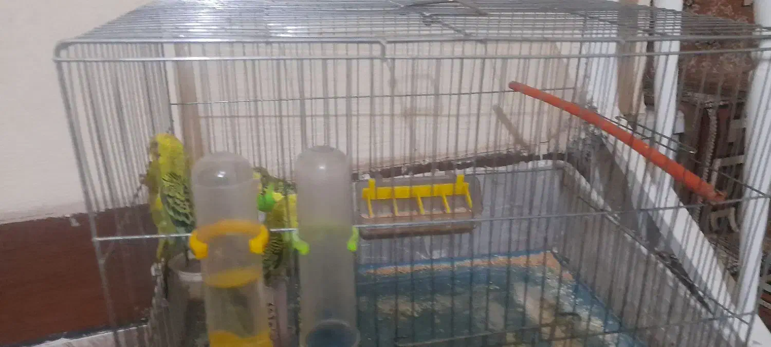 مرغ عشق|پرنده|الوند, |دیوار