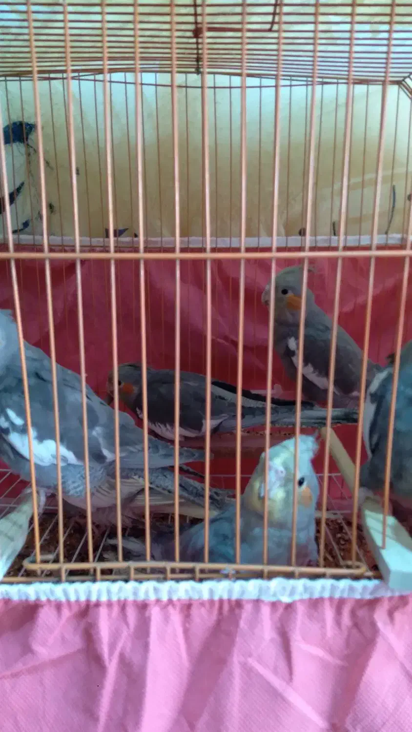 فروش فوری عروس هلندی|پرنده|گلپایگان, |دیوار