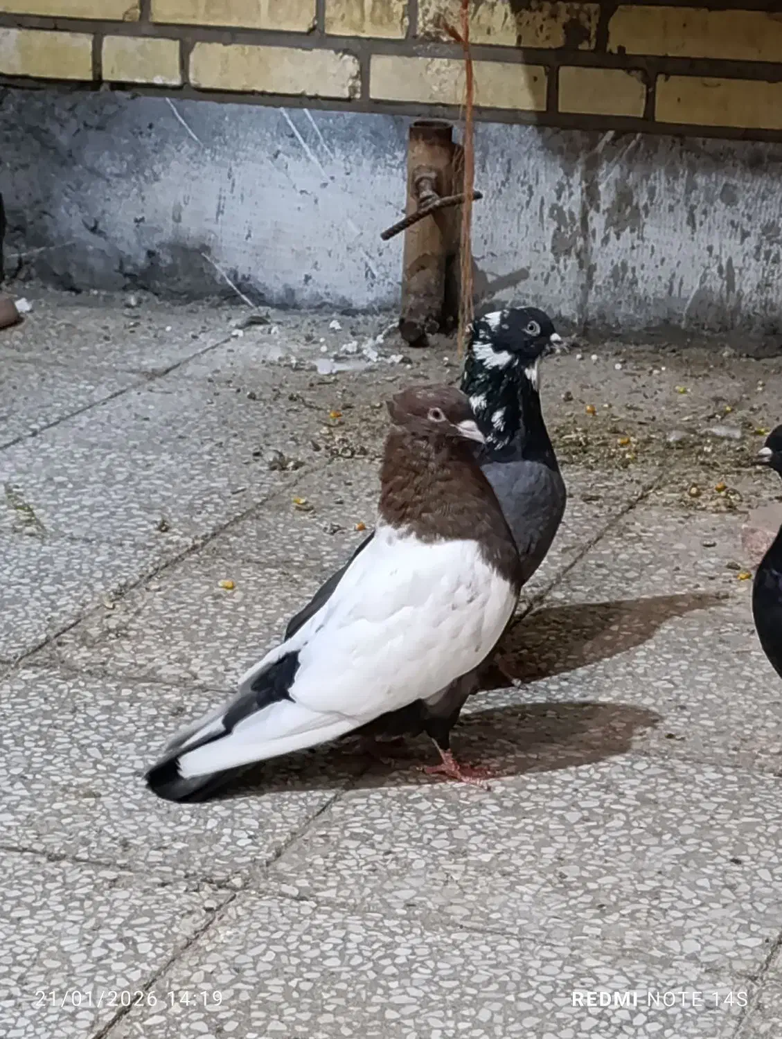 کبوتر رنگی|پرنده|بندر امام خمینی, |دیوار