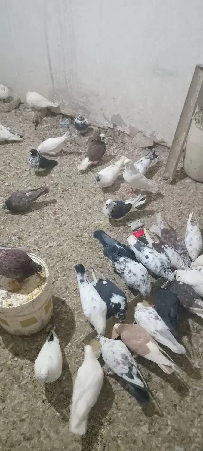 کبوتر پرشی|پرنده|نهاوند, |دیوار