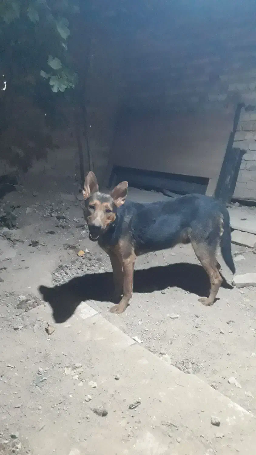 سگ نگهبان دوبرمن خوب|سگ|کرج, پیشاهنگی|دیوار