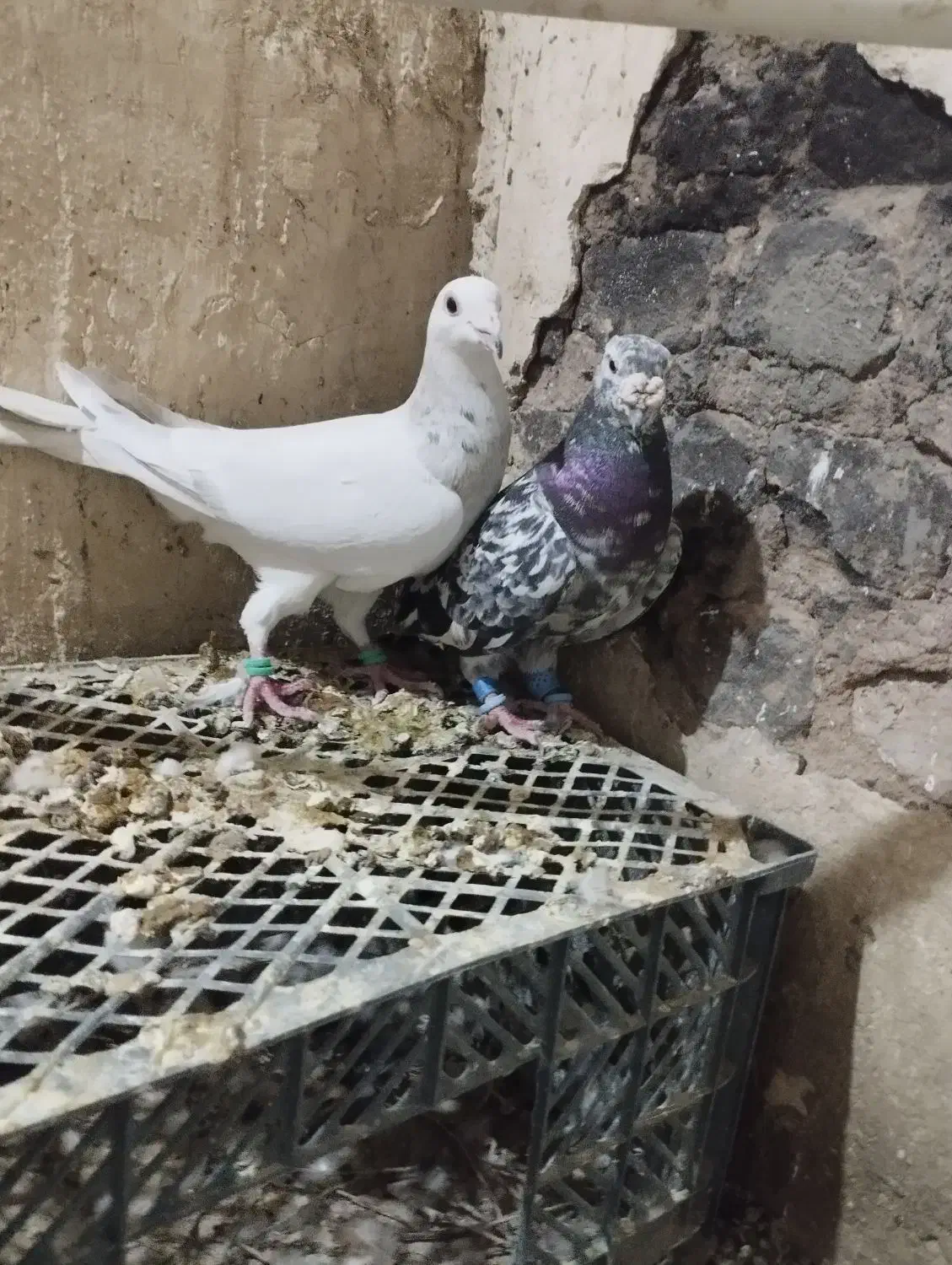 کفتر|پرنده|بردسکن, |دیوار