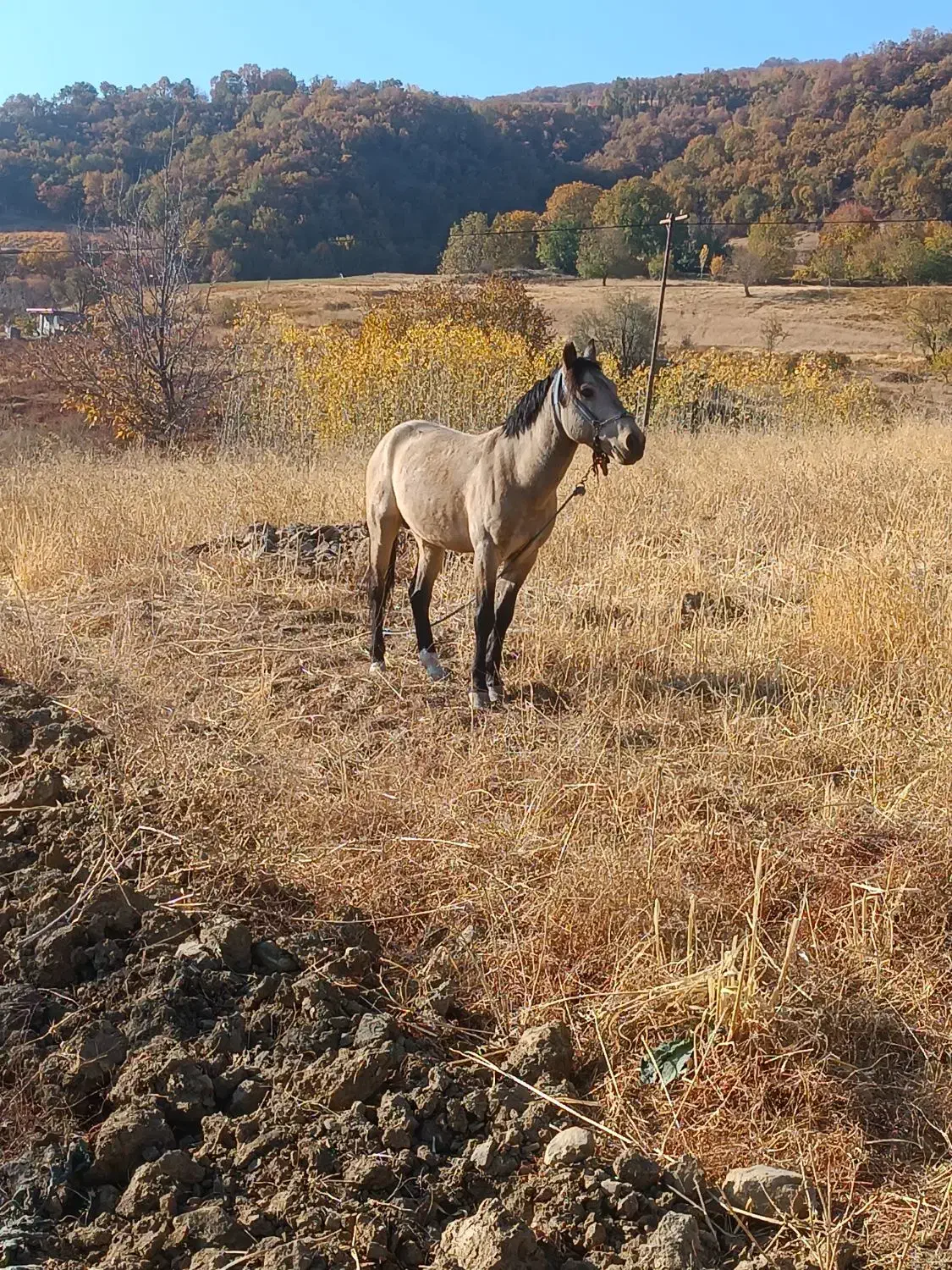 فروش اسب و مادیان|اسب و تجهیزات اسب‌سواری|وزینه, |دیوار