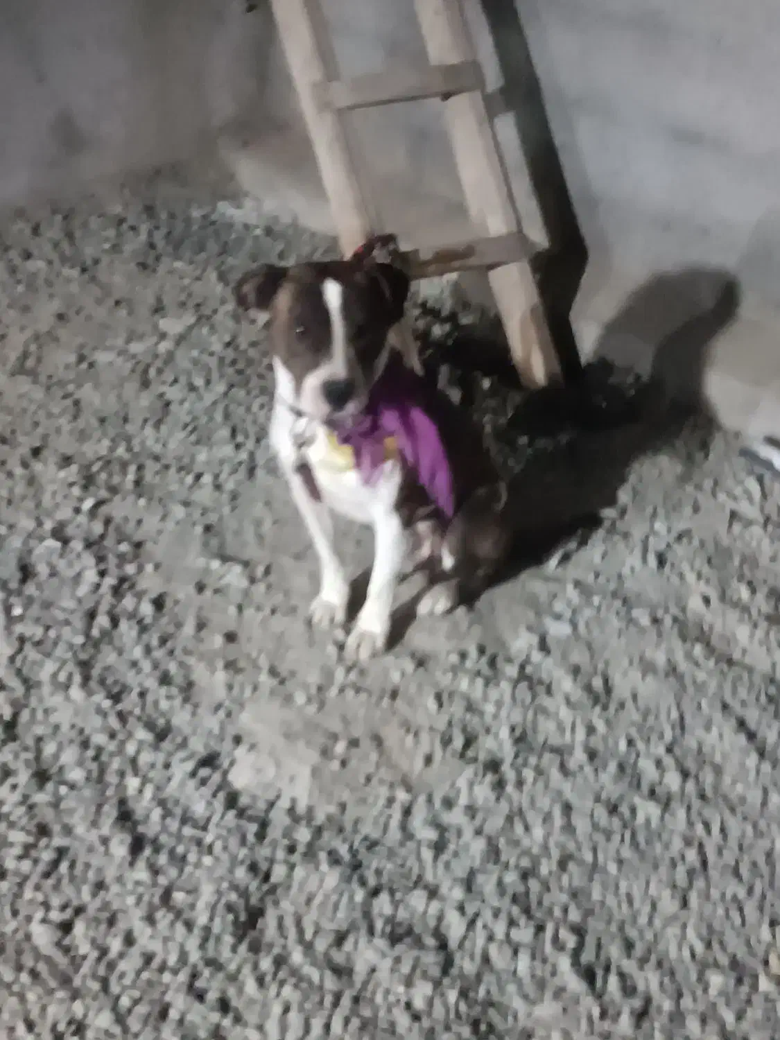 واگذاری دو قلاده سگ پیت بول وژرمن بلاگ|سگ|سنندج, |دیوار