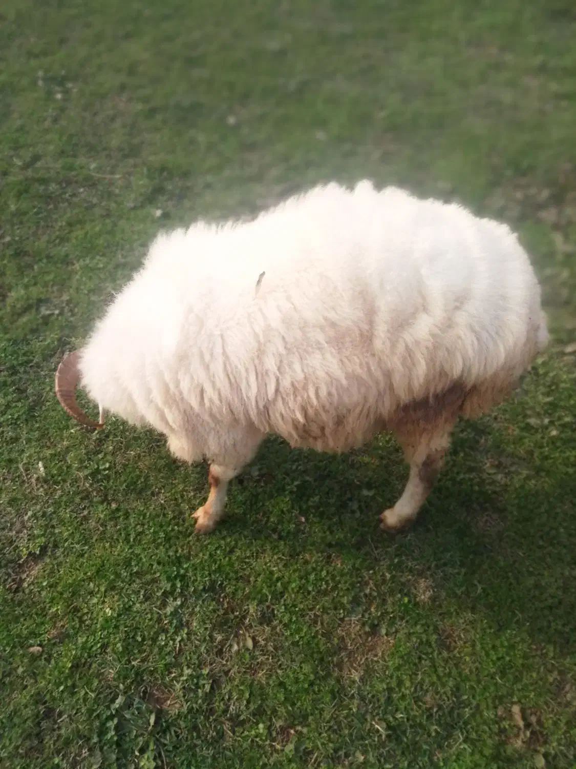 گوسفند نر محلی جنس تالشی|حیوانات مزرعه|فومن, |دیوار