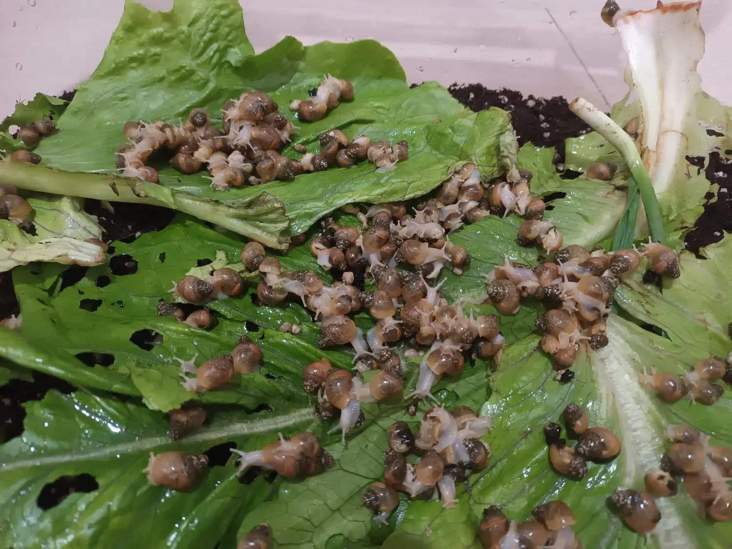 خزنده|خزنده|ری, امین آباد|دیوار