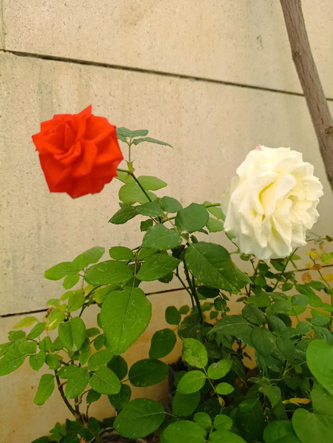 گل رزدوساله، گل یاس، گل کاغذی ، نهال صنوبر|گل و گیاه طبیعی|ایلام, |دیوار