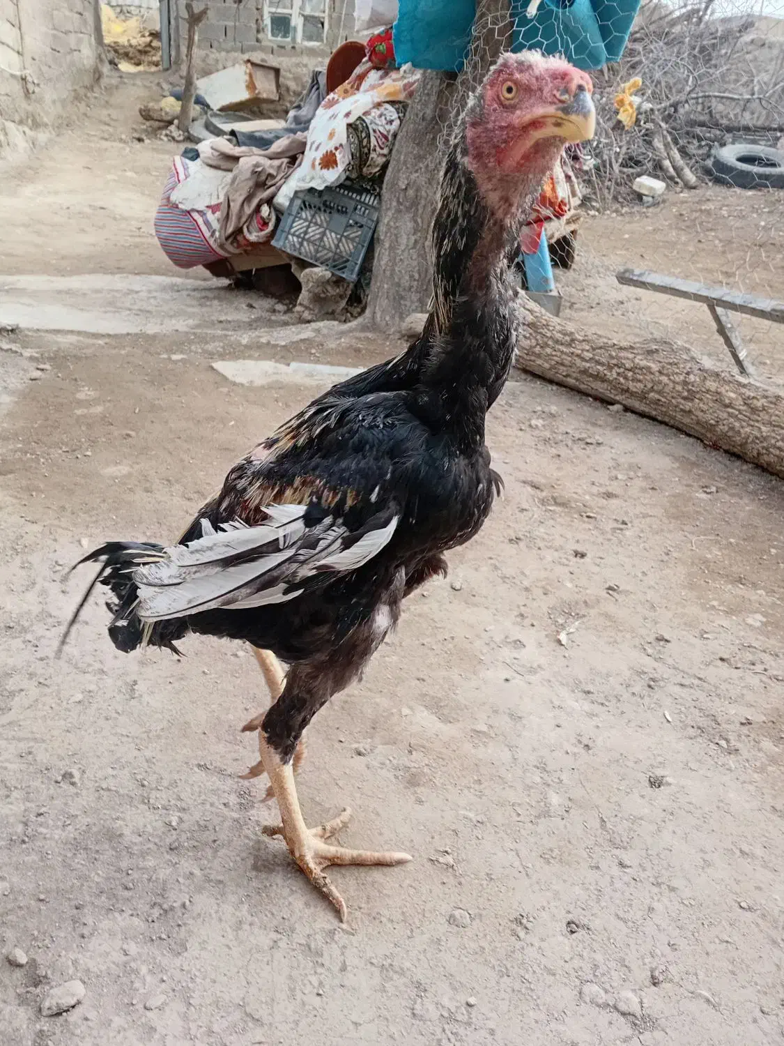 مرغ و خروس لاری|حیوانات مزرعه|مشگین شهر, |دیوار