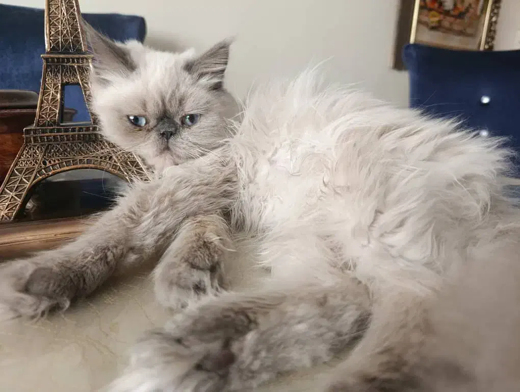 فروش گربه پرشین هیمالین|گربه|تبریز, |دیوار