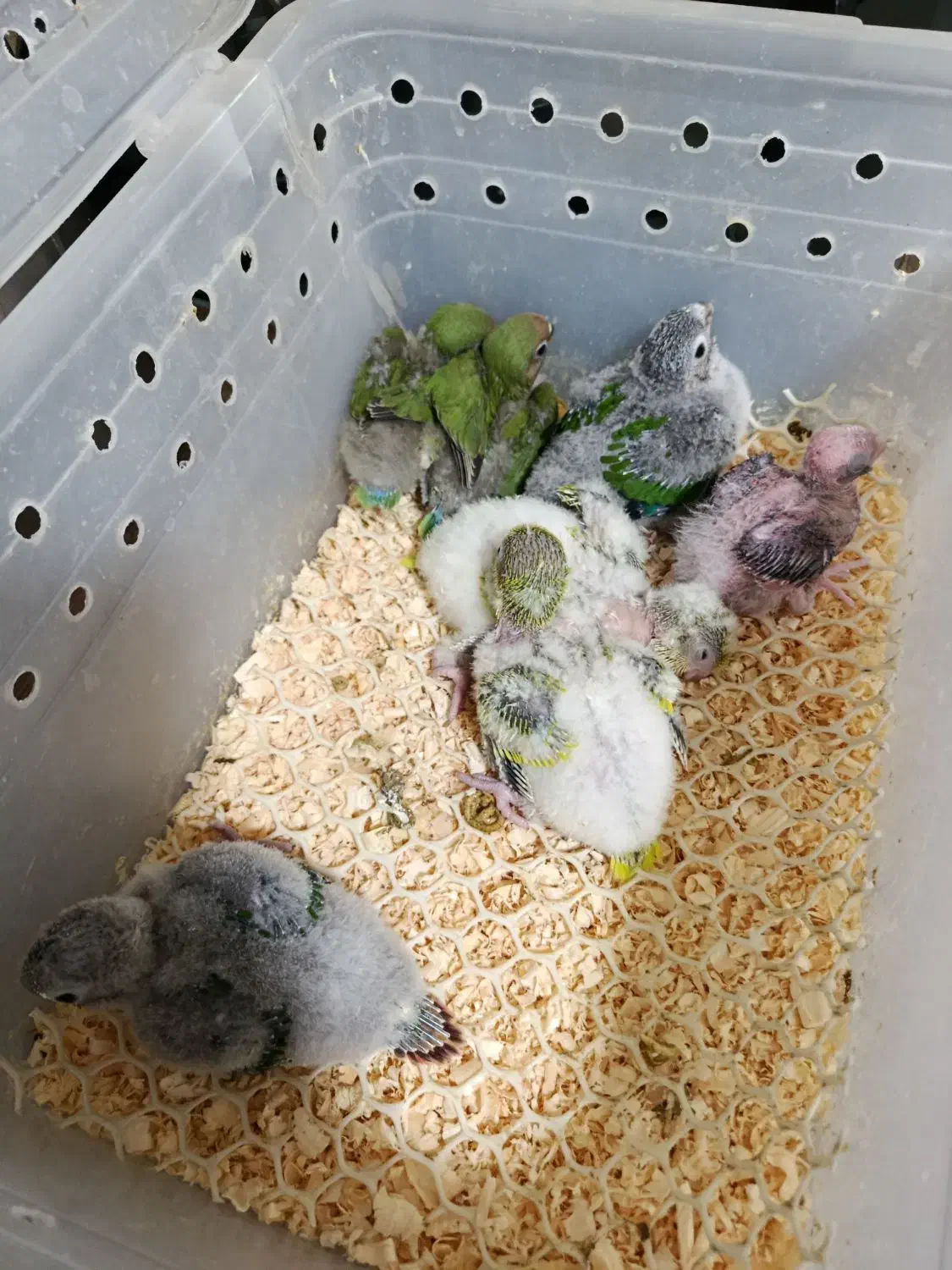 جوجه راهب و برزیلی|پرنده|بومهن, |دیوار