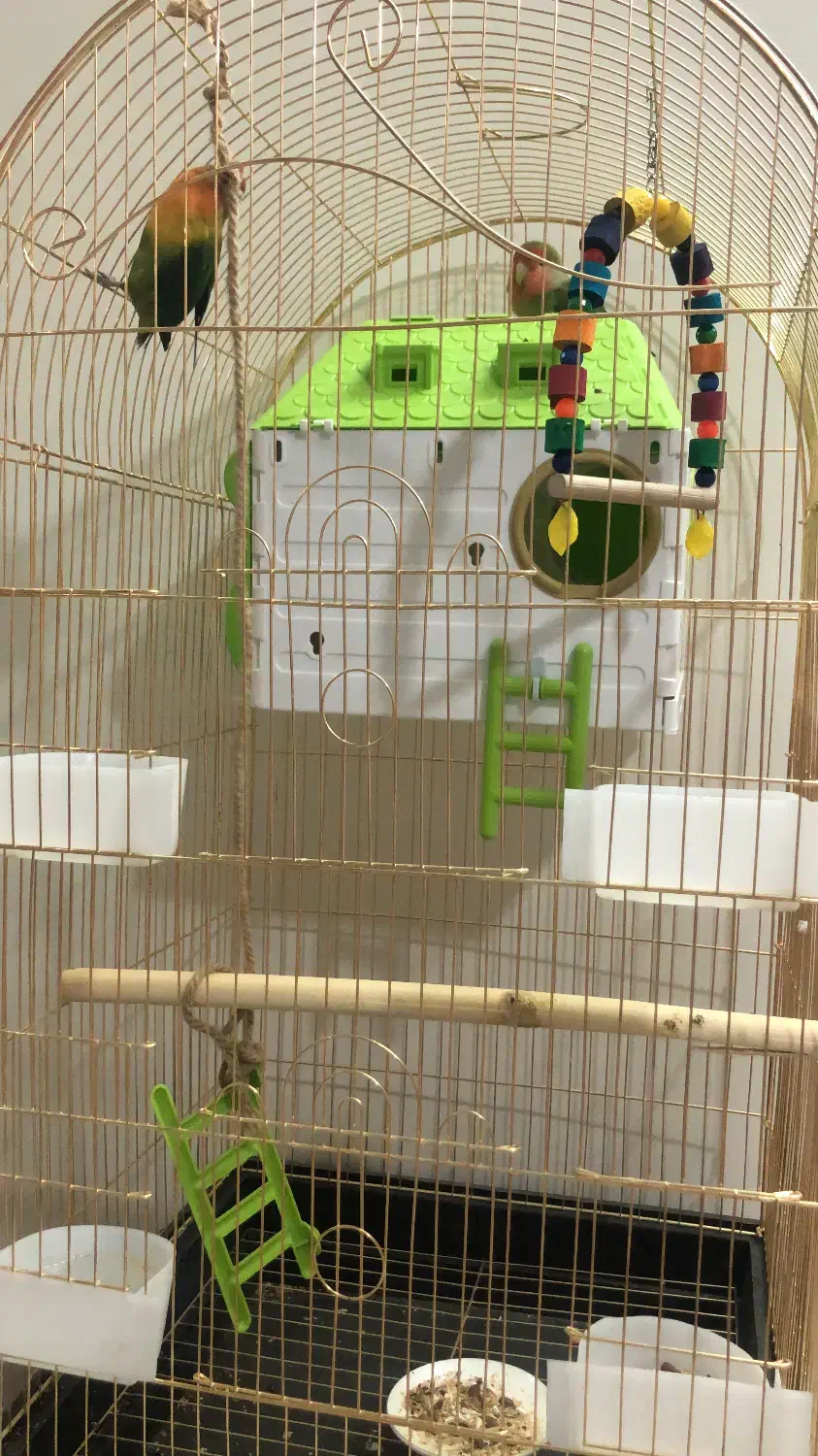 قفس پرنده|لوازم جانبی حیوانات|ری, شهرری|دیوار