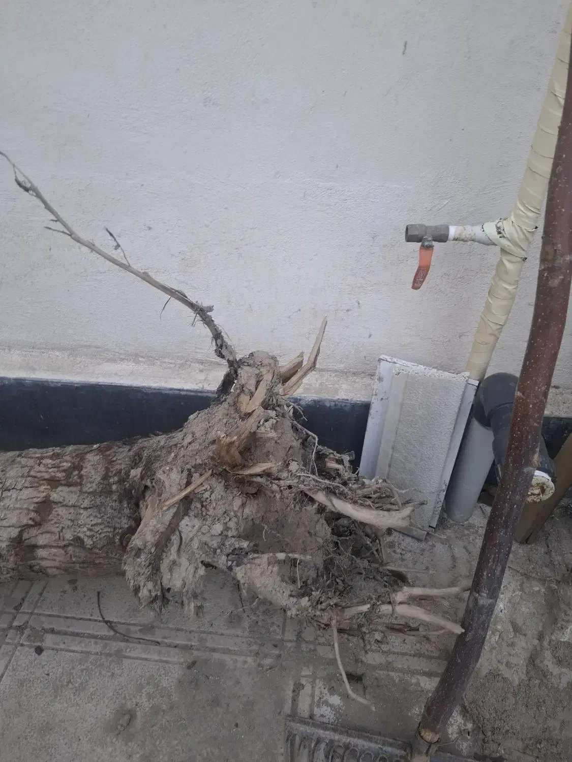 تنه درخت|گل و گیاه طبیعی|محمدشهر, محمدشهر|دیوار