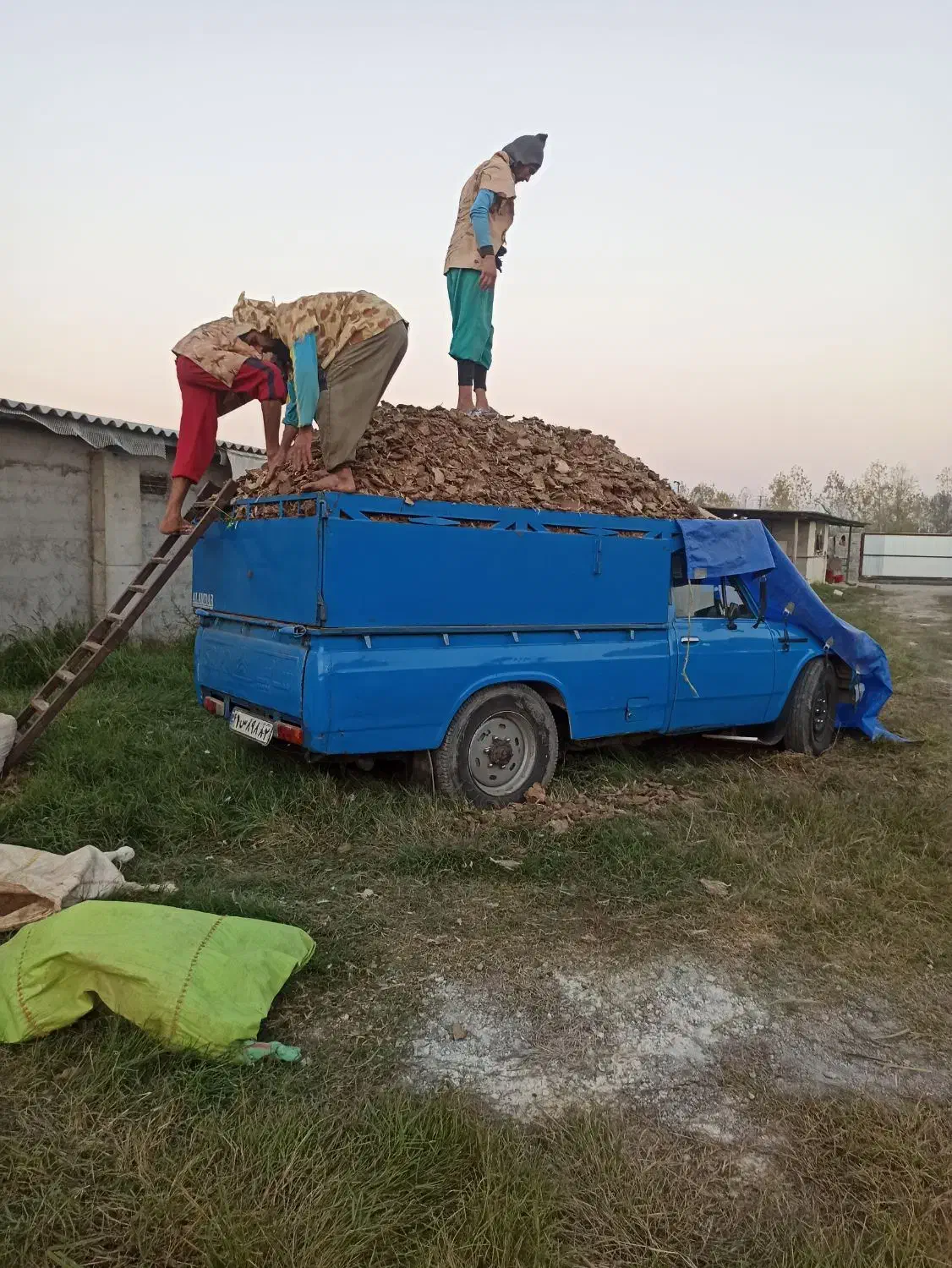 کود مرغی|خدمات باغبانی و درختکاری|کیاکلا, |دیوار