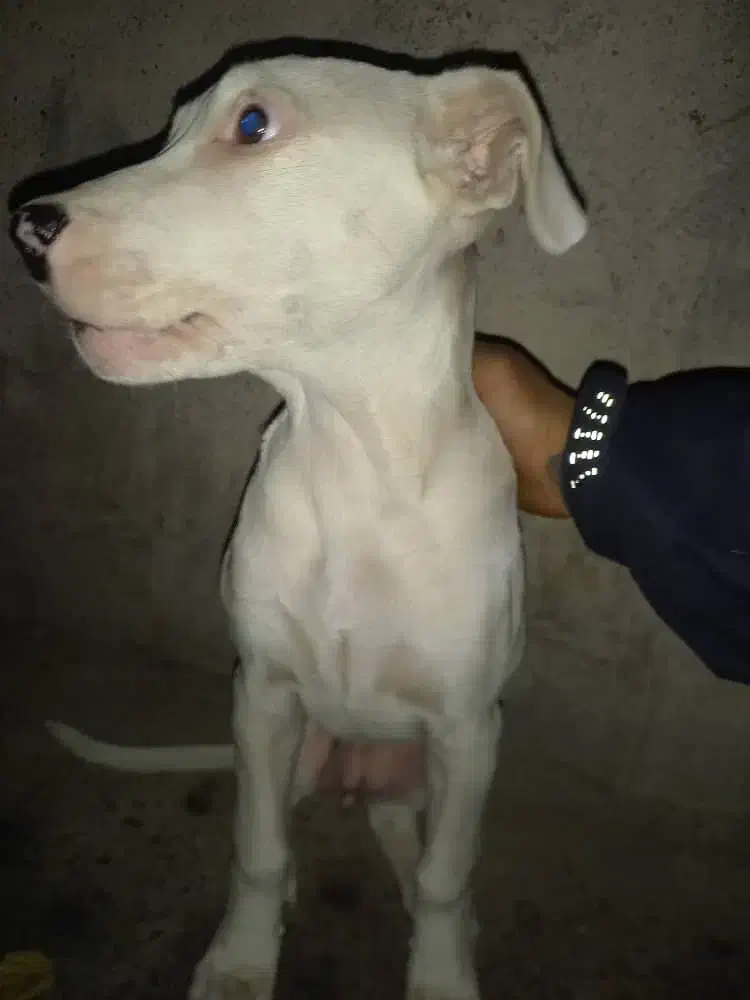 سگ داگو|سگ|فردیس, قریشی|دیوار