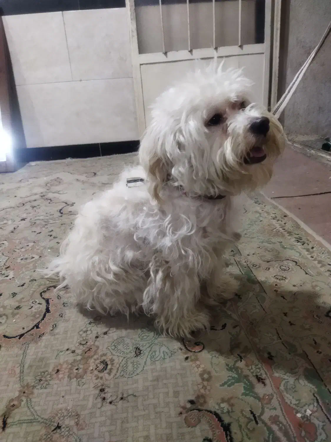 سگ پشمالو|سگ|نسیم‌شهر, |دیوار