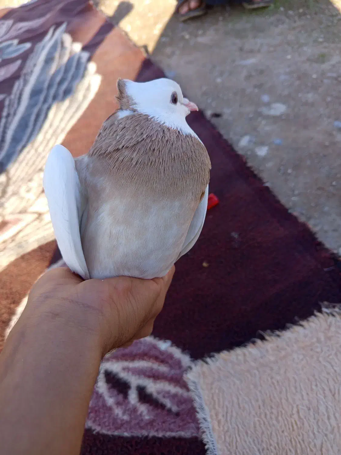 کفتر|پرنده|لالی, |دیوار