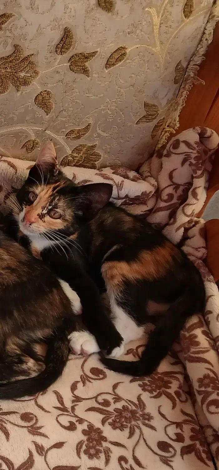 سلام بچه گربه ها و گربه ها رایگان واگذار میشه|گربه|رشت, حمیدیان|دیوار