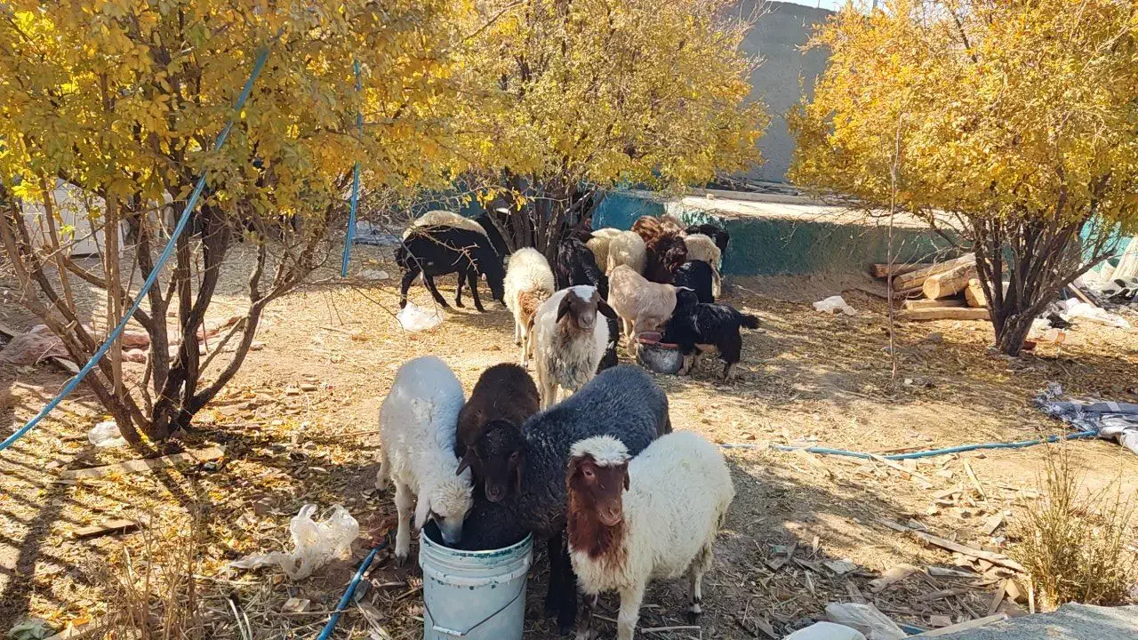 بره|حیوانات مزرعه|نجفآباد, حومه نجف آباد|دیوار