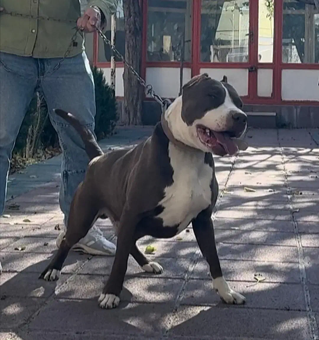 پیتبول استافورد ( وارداتی )|سگ|تهران, جردن|دیوار