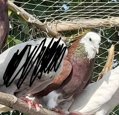 تعدادی کبوتر|پرنده|لشت نشا, |دیوار