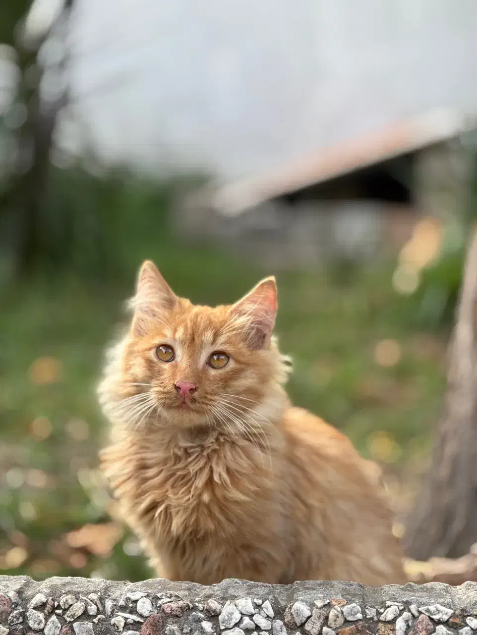 دنبال سرپرست برای بچه گربه سه ماهه|گربه|بابلسر, |دیوار