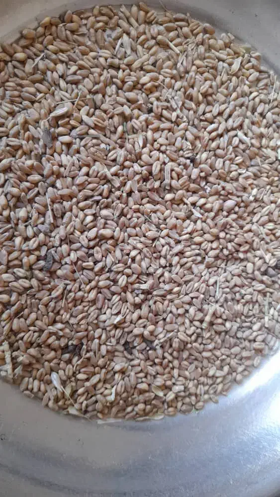 گندم تیومی|گل و گیاه طبیعی|چرداول, |دیوار