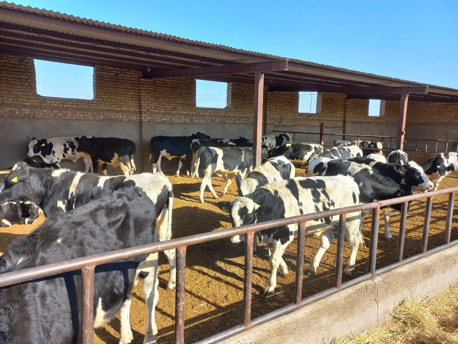 تعدا ۳۰ راس جوانه داشتی|حیوانات مزرعه|تربتحیدریه, رضاشهر|دیوار