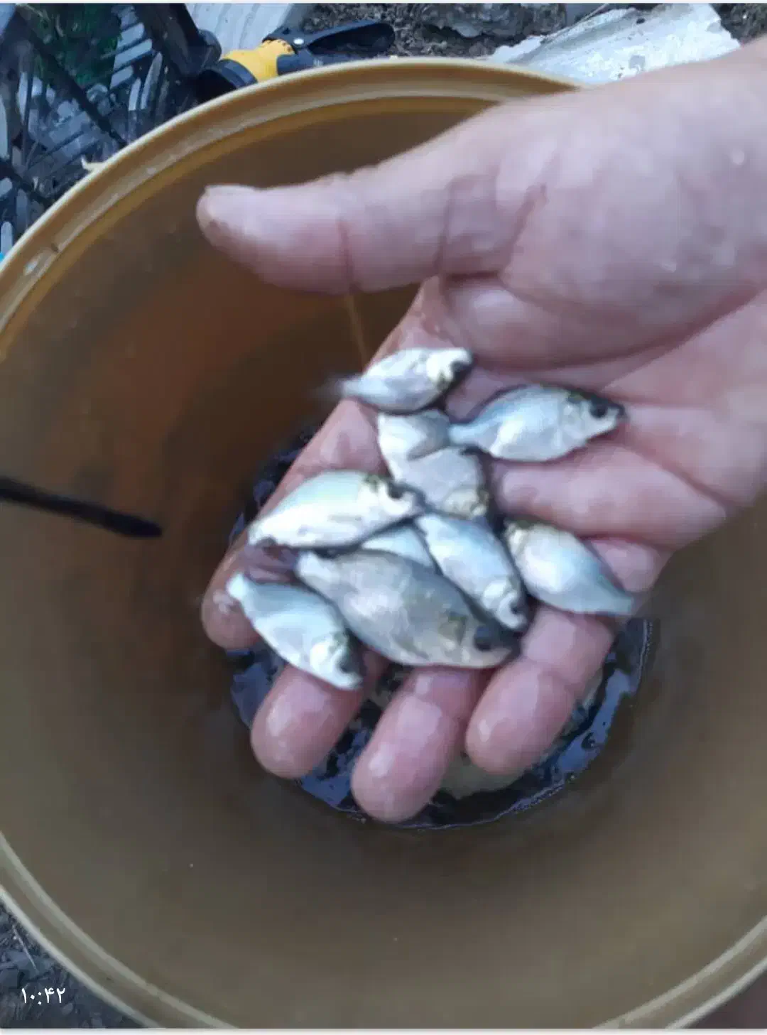 ماهی کپورزبرو زرنگ عمده|ماهی|رشت, حومه رشت|دیوار