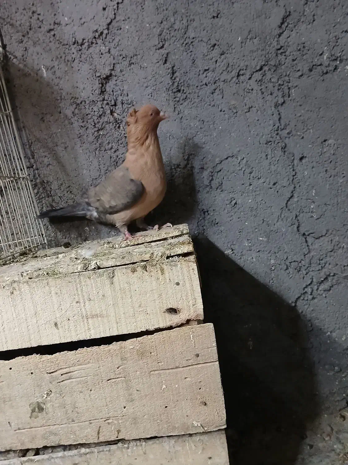 ماده افغان|پرنده|اندیمشک, |دیوار