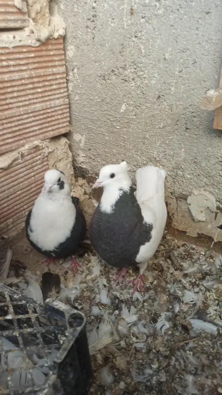 یک چخ کبوتر رنگه|پرنده|شیروان (خراسان), |دیوار