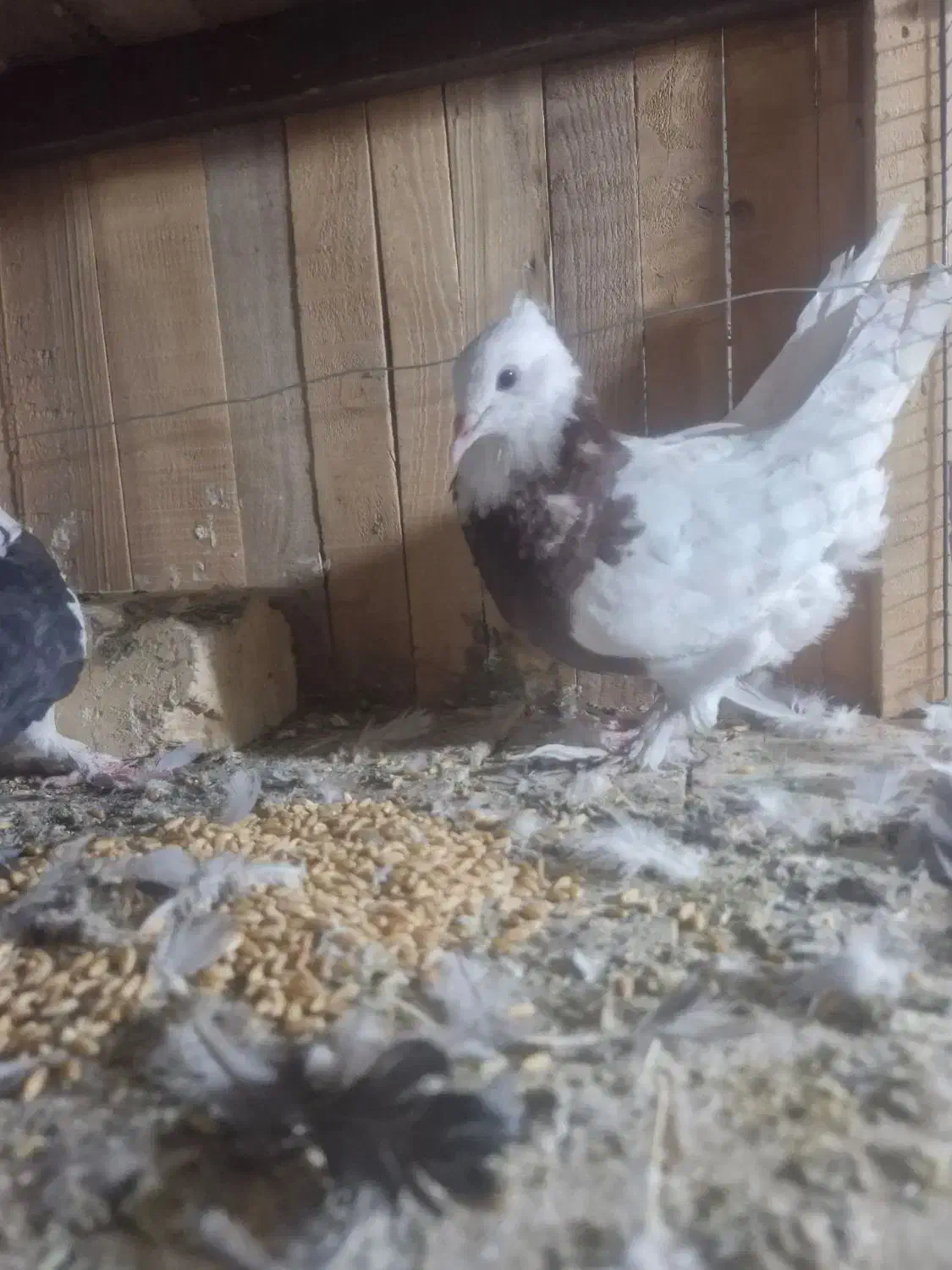 کبوتر یا کفتر طوقی|پرنده|قم, باجک یک|دیوار