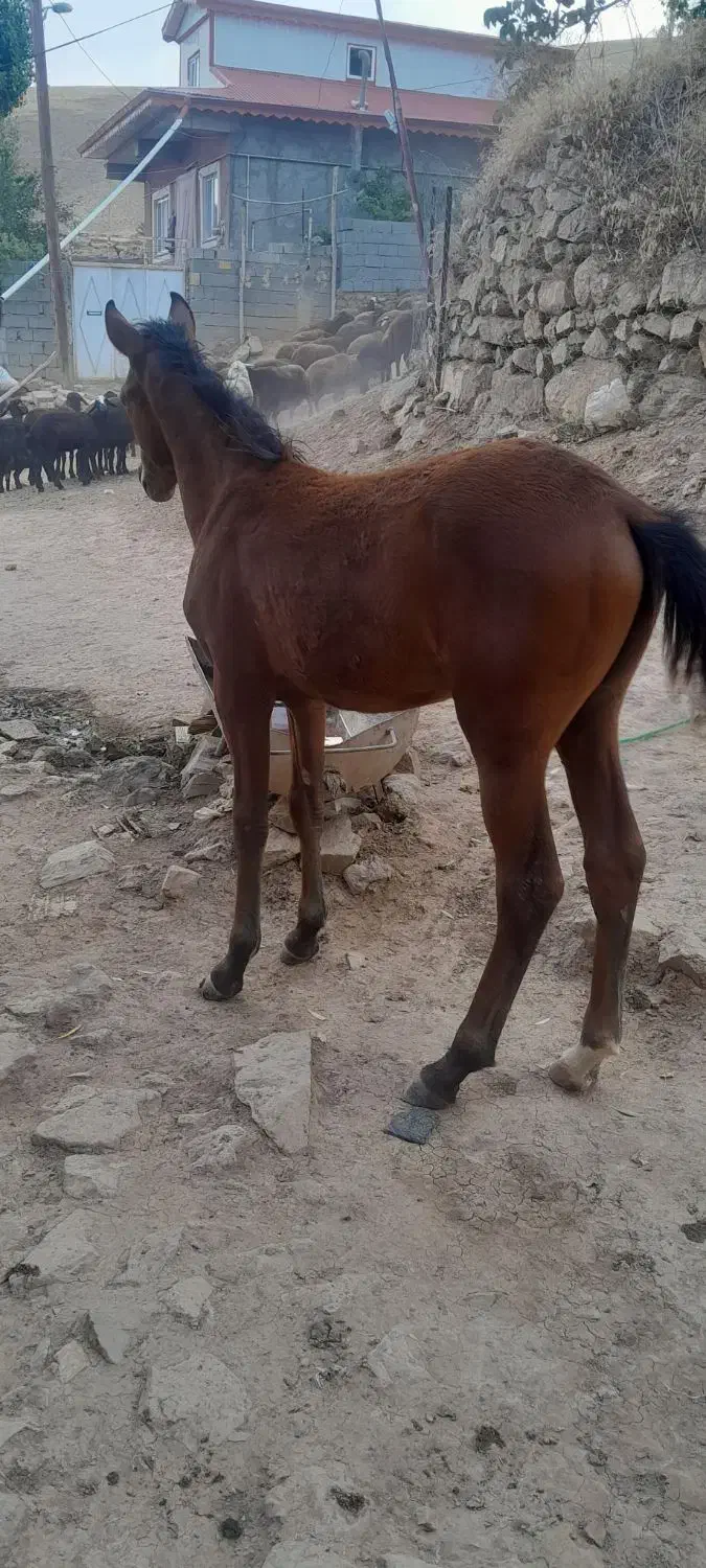 اسب|اسب و تجهیزات اسب‌سواری|خلخال, |دیوار