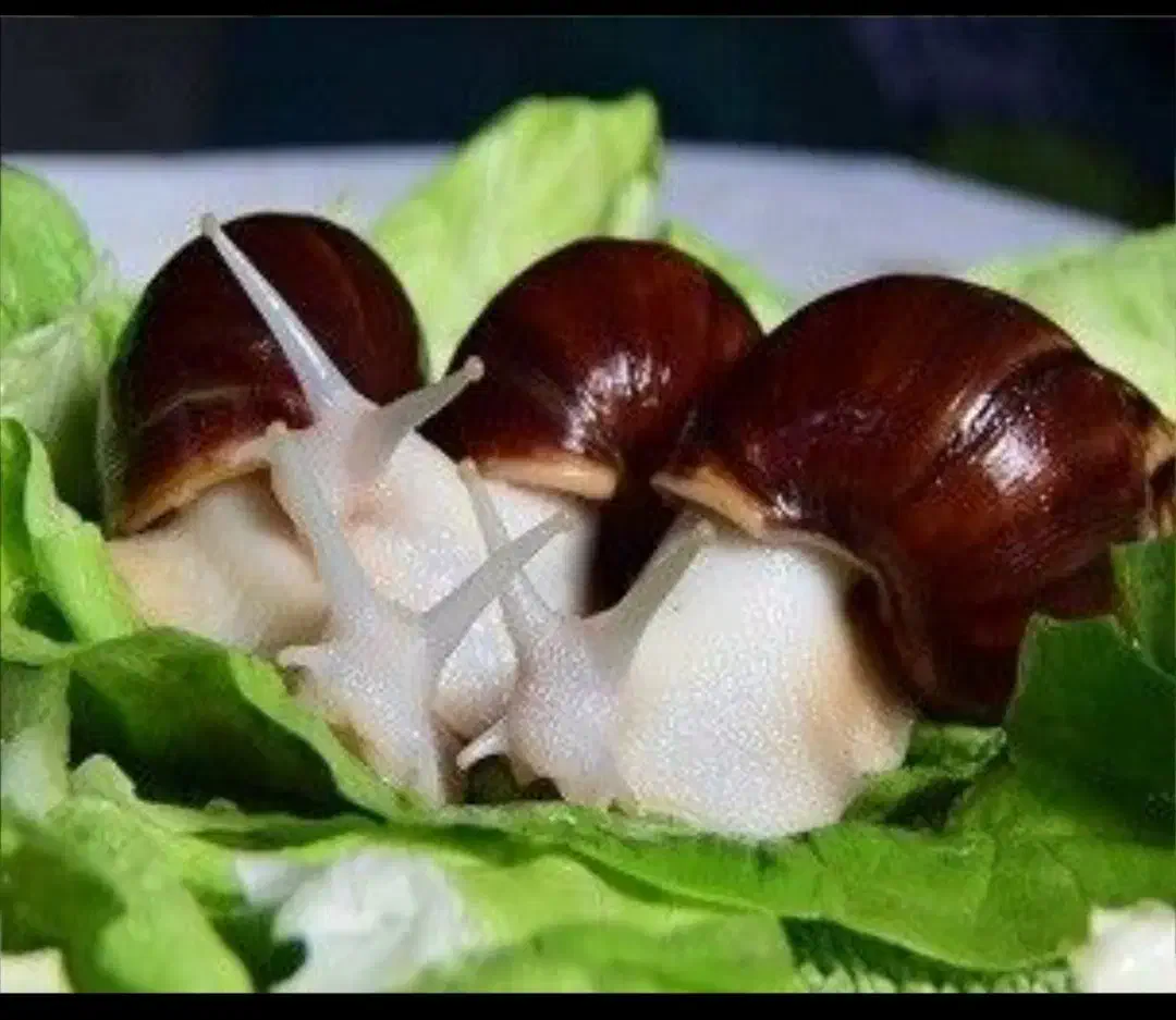 فروش حلزون|خزنده|شیراز, شهرک رضوان|دیوار