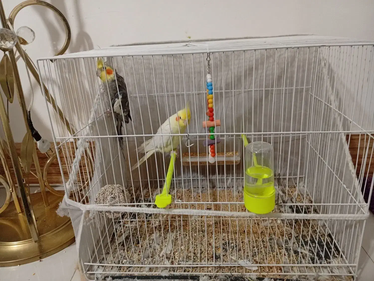 عروس هلندی|پرنده|مشهد, خواجه ربیع|دیوار