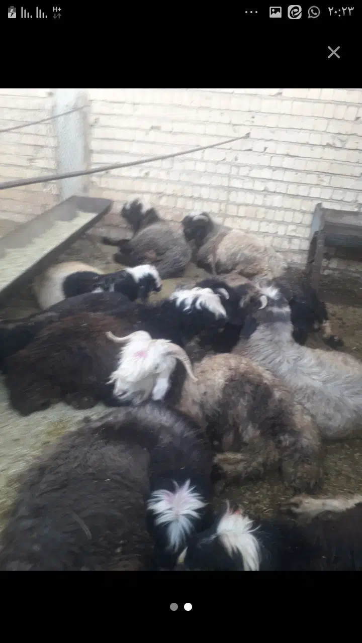 برپرواری|حیوانات مزرعه|صمصامی, |دیوار