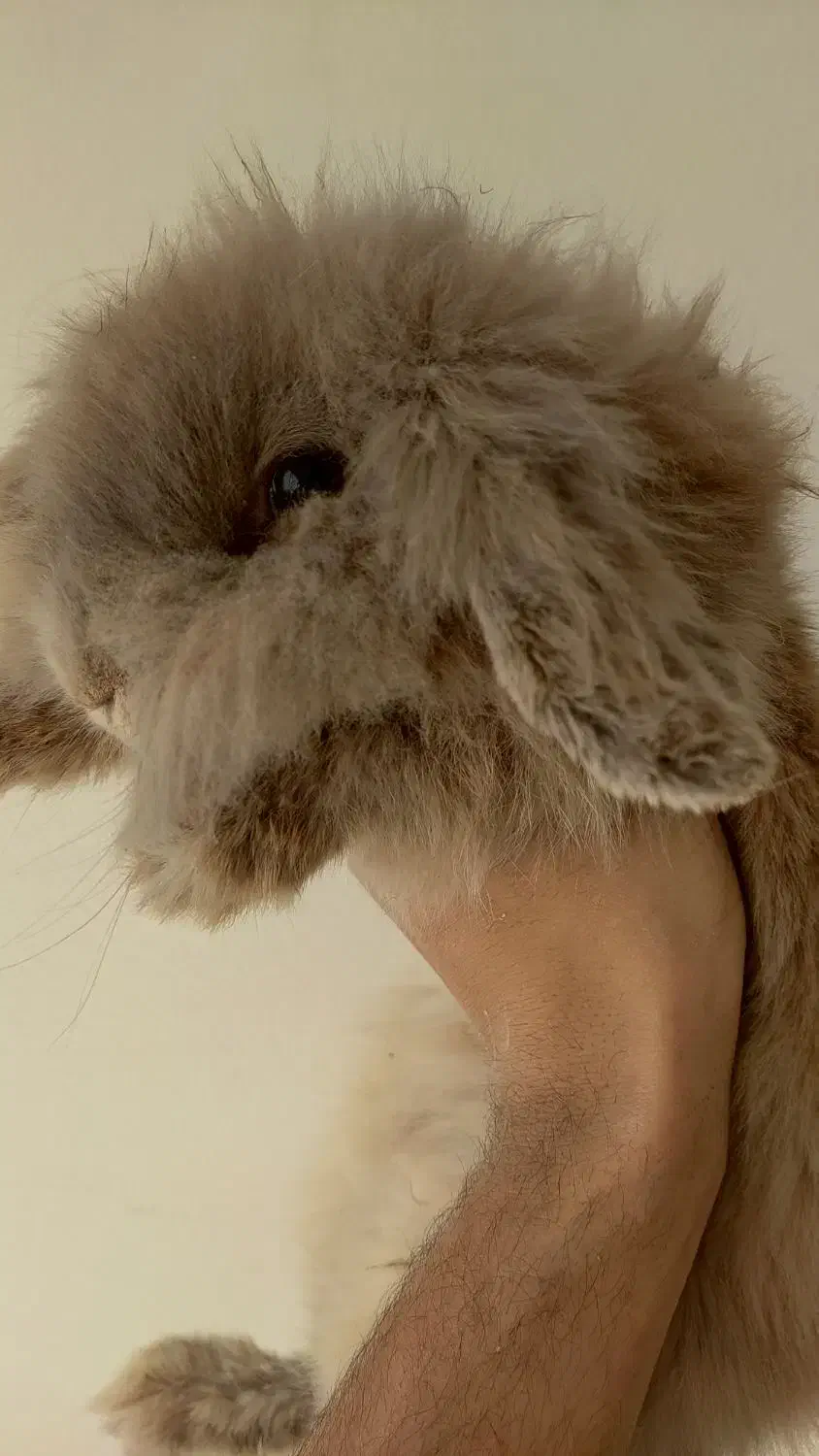 خرگوش لوپ گم شده|موش و خرگوش|بافت, |دیوار