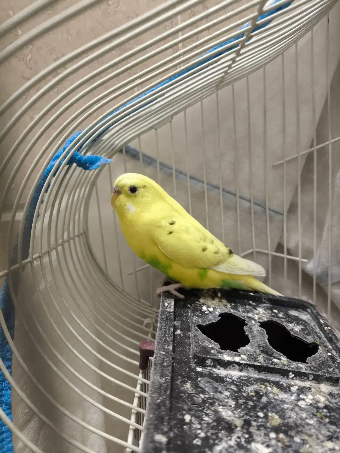 مرغ عشق نر و ماده|پرنده|اندیشه, شهرک کوثر|دیوار