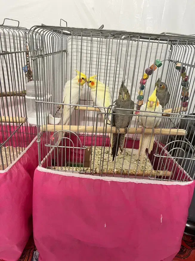 عروس هلندی|پرنده|قم, هنرستان|دیوار