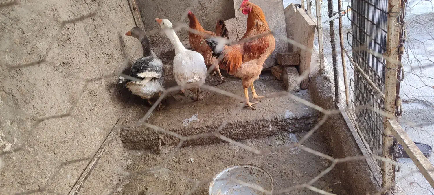 دوعدد غاز و دو عدد مرغ و خروس|حیوانات مزرعه|تاکستان, |دیوار