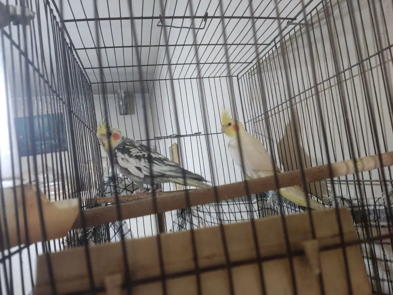 عروس هلندی جفت|پرنده|کرج, شهرک سهرابیه|دیوار